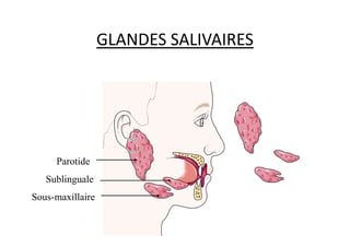 GLANDES SALIVAIRES
Parotides
Sublinguales
Sous-maxillaires
Parotide
Sublinguale
Sous-maxillaire
 