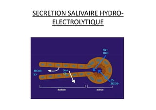 SECRETION SALIVAIRE HYDRO-
ELECTROLYTIQUE
 