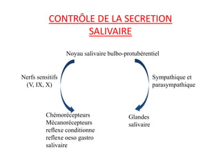 CONTRÔLE DE LA SECRETION
SALIVAIRE
Noyau salivaire bulbo-protubérentiel
Nerfs sensitifs Sympathique et
Nerfs sensitifs
(V, IX, X)
Sympathique et
parasympathique
Glandes
salivaire
Chémorécepteurs
Mécanorécepteurs
reflexe conditionne
reflexe oeso gastro
salivaire
 