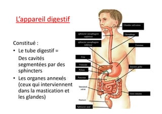 L’appareil digestif
Constitué :
• Le tube digestif =
Des cavités
Glandes salivaires
Oesophage
Estomac
Foie
sphincter oesophagien
supérieur
sphincter oesophagien
inférieur
Des cavités
segmentées par des
sphincters
• Les organes annexés
(ceux qui interviennent
dans la mastication et
les glandes)
1-cours-overview-2
Gros intestin
Intestin grêle
Foie
Pylore
Pancréas
Sphincter anal
Vésicule
 