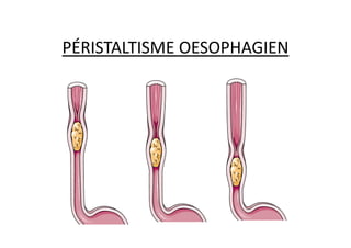 PÉRISTALTISME OESOPHAGIEN
 