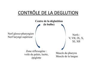 CONTRÔLE DE LA DEGLUTION
Centre de la déglutition
(le bulbe)
Nerf glosso-pharyngien Nerfs :
Nerf glosso-pharyngien
Nerf laryngé supérieur
Nerfs :
V, VII, IX, X,
XI, XII
Muscle du pharynx
Muscle de la langue
Zone réflexogène :
voile du palais, luette,
épiglotte
 