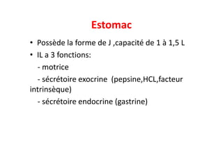 Estomac
• Possède la forme de J ,capacité de 1 à 1,5 L
• IL a 3 fonctions:
- motrice
- sécrétoire exocrine (pepsine,HCL,facteur
- sécrétoire exocrine (pepsine,HCL,facteur
intrinsèque)
- sécrétoire endocrine (gastrine)
 