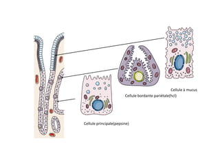 Muqueuse fundique
Cellule principale(pepsine)
Cellule bordante pariétale(hcl)
Cellule à mucus
 