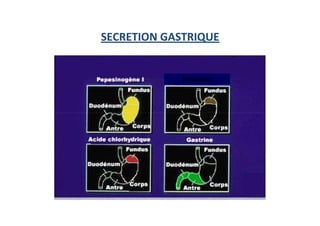 Histamine
SECRETION GASTRIQUE
 