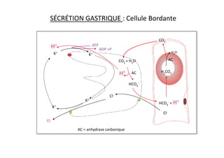 SÉCRÉTION GASTRIQUE : Cellule Bordante
H2O
H2CO3
CO2
CO2 + H2O
H+
H+
K+
K+
AC
AC
ATP
ADP +P
HCO3
- + H+
HCO3
-
K+
K+
Cl-
Cl-
Cl-
AC = anhydrase carbonique
 