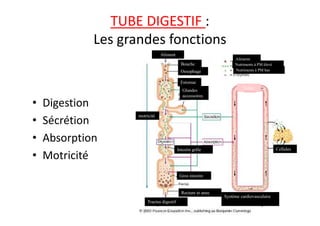 TUBE DIGESTIF :
Les grandes fonctions
• Digestion
Sécrétion
Aliment
Bouche
Oesophage
Estomac
Glandes
accessoires
Cœur
Aliments
Nutriments à PM élevé
Nutriments à PM bas
• Sécrétion
• Absorption
• Motricité
0-cours- gene-3
Cellules
motricité
Intestin grêle
Gros intestin
Rectum et anus
Système cardiovasculaire
Tractus digestif
 