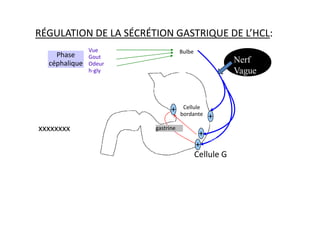 RÉGULATION DE LA SÉCRÉTION GASTRIQUE DE L’HCL:
Cellule
bordante
Bulbe
Vue
Gout
Odeur
h-gly
Phase
céphalique
+
+
Nerf
Vague
xxxxxxxx
bordante
Cellule G
gastrine
+
+
+
+
Cellule H
 
