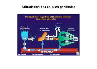 Stimulation des cellules pariétales
 