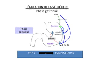 Cellule
bordante
Bulbe
distension
RÉGULATION DE LA SÉCRÉTION:
Phase gastrique
Phase
gastrique + +
bordante
Cellule G
Peptides
gastrine
+ +
+
PH < 3 SOMATOSTATINE
+
 