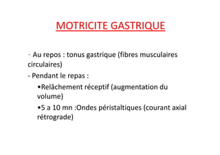 MOTRICITE GASTRIQUE
- Au repos : tonus gastrique (fibres musculaires
circulaires)
- Pendant le repas :
- Pendant le repas :
•Relâchement réceptif (augmentation du
volume)
•5 a 10 mn :Ondes péristaltiques (courant axial
rétrograde)
 