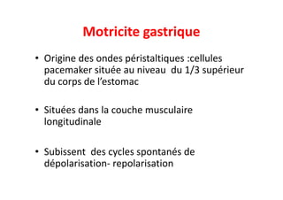 Motricite gastrique
• Origine des ondes péristaltiques :cellules
pacemaker située au niveau du 1/3 supérieur
du corps de l’estomac
• Situées dans la couche musculaire
longitudinale
• Subissent des cycles spontanés de
dépolarisation- repolarisation
 