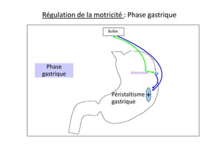 Bulbe
Phase
gastrique distension
Régulation de la motricité : Phase gastrique
Péristaltisme
gastrique
+
 