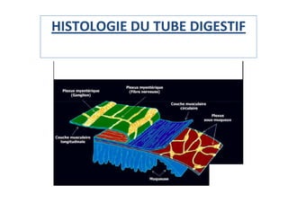 HISTOLOGIE DU TUBE DIGESTIF
 