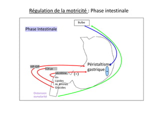 Bulbe
Phase Intestinale
Régulation de la motricité : Phase intestinale
Péristaltisme
gastrique
Distension
osmolarité
-
H+
Lipides
Ac Aminés
Glucides
sécrétine
CCK-PZ
VIP-GIP
CCK pz
(-)
(-)
 