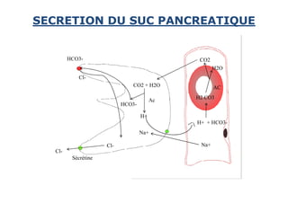 CO2
CO2 + H2O
Ac
HCO3-
Cl-
HCO3-
SECRETION DU SUC PANCREATIQUE
H2O
AC
H2 CO3
Ac
H+
HCO3-
Na+
H+ + HCO3-
Na+
Sécrétine
Cl-
Cl-
 