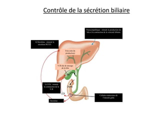 Contrôle de la sécrétion biliaire
Foie (site de
production)
4) Sécrétine : stimule la
sécrétion HCO3-
Parasympathique : stimule la production de
bile et la contraction de la vésicule biliaire
9-cours-bile-50
3) CCK : stimule
la contraction de la
V.B
Sécrétine
V.B site de stocage
de la bile
Cellules endocrines de
l’intestin grêle
 