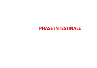PHASE INTESTINALE
 