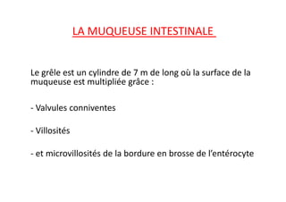 LA MUQUEUSE INTESTINALE
Le grêle est un cylindre de 7 m de long où la surface de la
muqueuse est multipliée grâce :
- Valvules conniventes
- Villosités
- et microvillosités de la bordure en brosse de l’entérocyte
 