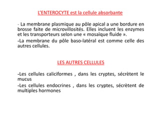 L’ENTEROCYTE est la cellule absorbante
- La membrane plasmique au pôle apical a une bordure en
brosse faite de microvillosités. Elles incluent les enzymes
et les transporteurs selon une « mosaïque fluide ».
-La membrane du pôle baso-latéral est comme celle des
autres cellules.
LES AUTRES CELLULES
-Les cellules caliciformes , dans les cryptes, sécrètent le
mucus
-Les cellules endocrines , dans les cryptes, sécrètent de
multiples hormones
 