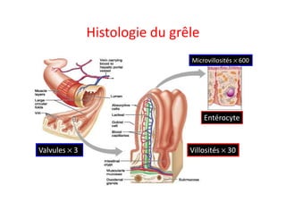 Histologie du grêle
Microvillosités × 600
1-cours-overview-57
Entérocyte
Villosités × 30
Valvules × 3
 