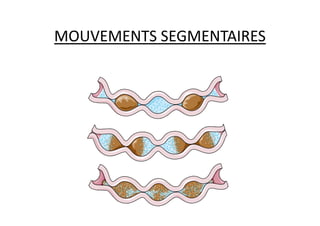 MOUVEMENTS SEGMENTAIRES
 