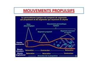 MOUVEMENTS PROPULSIFS
 