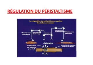 RÉGULATION DU PÉRISTALTISME
cck
motilin
 