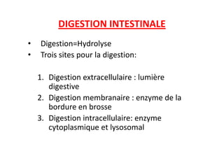 DIGESTION INTESTINALE
• Digestion=Hydrolyse
• Trois sites pour la digestion:
1. Digestion extracellulaire : lumière
1. Digestion extracellulaire : lumière
digestive
2. Digestion membranaire : enzyme de la
bordure en brosse
3. Digestion intracellulaire: enzyme
cytoplasmique et lysosomal
 