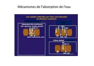 Mécanismes de l'absorption de l'eau
Duodenum jejunum
iléon
aldosterone
 