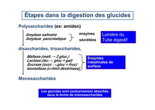Étapes dans la digestion des glucides
Polysaccharides (ex: amidon)
disaccharides, trisaccharides,
Amylase salivaire
Amylase pancréatique
Maltase (malt. 2 gluc.)
enzymes
sécrétées
Lumière du
Tube digestif
Les glucides sont exclusivement absorbés
sous la forme de monosaccharides
Monosaccharides
Maltase (malt. 2 gluc.)
Lactase (lac. gluc + gal)
Sucrase (sucr. gluc + fruc)
Isomaltase (α-limit dextrinase)
Enzymes
intestinales de
surface
 
