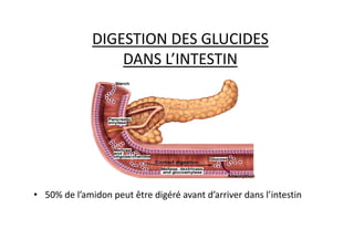 DIGESTION DES GLUCIDES
DANS L’INTESTIN
• 50% de l’amidon peut être digéré avant d’arriver dans l’intestin
 
