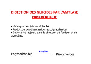 DIGESTION DES GLUCIDES PAR L’AMYLASE
PANCRÉATIQUE
Hydrolyse des liaisons alpha 1-4
Production des disaccharides et polysaccharides
Importance majeure dans la digestion de l’amidon et du
Importance majeure dans la digestion de l’amidon et du
glycogène.
Polysaccharides Disaccharides
Amylase
 