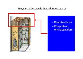 Enzymes digestive de la bordure en brosse
– Disaccharidases
– Dipeptidases,
Aminopeptidases
Aminopeptidases
 