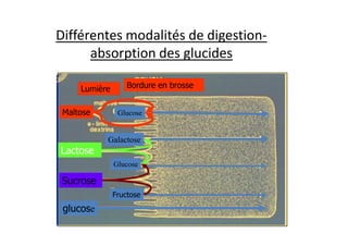 Différentes modalités de digestion-
absorption des glucides
Glucose
Maltose
Lumière Bordure en brosse
glucose
Fructose
Sucrose
Glucose
Lactose
Galactose
 