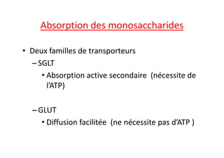 Absorption des monosaccharides
• Deux familles de transporteurs
–SGLT
• Absorption active secondaire (nécessite de
• Absorption active secondaire (nécessite de
l’ATP)
–GLUT
• Diffusion facilitée (ne nécessite pas d’ATP )
 