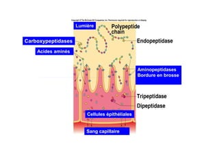 Carboxypeptidases
Aminopeptidases
Bordure en brosse
Acides aminés
Lumière
Bordure en brosse
Sang capillaire
Cellules épithéliales
 