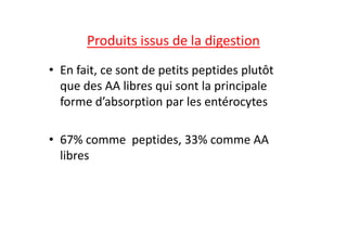 Produits issus de la digestion
• En fait, ce sont de petits peptides plutôt
que des AA libres qui sont la principale
forme d’absorption par les entérocytes
• 67% comme peptides, 33% comme AA
libres
 