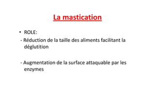 La mastication
• ROLE:
- Réduction de la taille des aliments facilitant la
déglutition
- Augmentation de la surface attaquable par les
enzymes
 