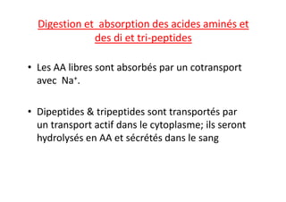 Digestion et absorption des acides aminés et
des di et tri-peptides
• Les AA libres sont absorbés par un cotransport
avec Na+.
• Dipeptides & tripeptides sont transportés par
un transport actif dans le cytoplasme; ils seront
hydrolysés en AA et sécrétés dans le sang
 