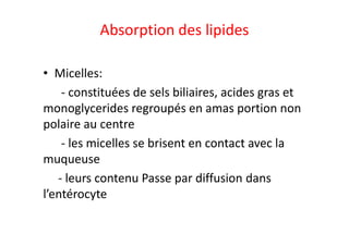 Absorption des lipides
• Micelles:
- constituées de sels biliaires, acides gras et
monoglycerides regroupés en amas portion non
polaire au centre
polaire au centre
- les micelles se brisent en contact avec la
muqueuse
- leurs contenu Passe par diffusion dans
l’entérocyte
 