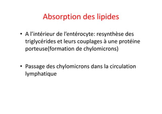 Absorption des lipides
• A l’intérieur de l’entérocyte: resynthèse des
triglycérides et leurs couplages à une protéine
porteuse(formation de chylomicrons)
• Passage des chylomicrons dans la circulation
lymphatique
 