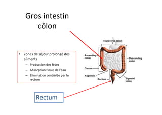 Gros intestin
côlon
• Zones de séjour prolongé des
aliments
aliments
– Production des féces
– Absorption finale de l’eau
– Élimination contrôlée par le
rectum
Rectum
 