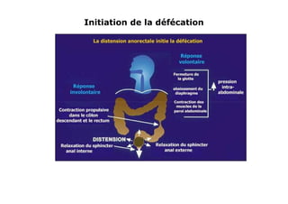 Initiation de la défécation
 