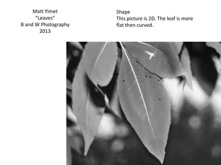 Matt Yimet
“Leaves”
B and W Photography
2013
Shape
This picture is 2D. The leaf is more
flat then curved.
 