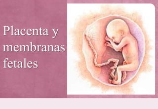 Placenta y
membranas
fetales
 