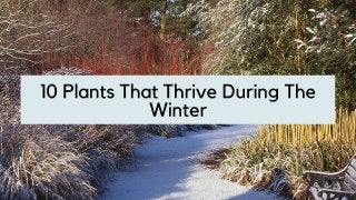 10 Plants That Thrive During The Winter