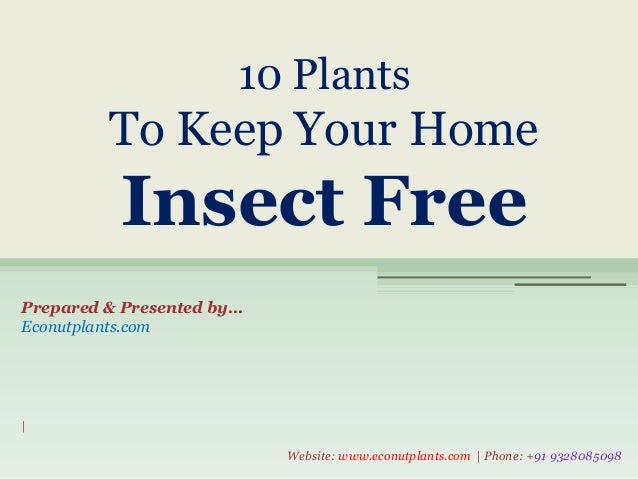 10 Plants
To Keep Your Home
Insect Free
|
Website: www.econutplants.com | Phone: +91 9328085098
Prepared & Presented by…
Econutplants.com
 