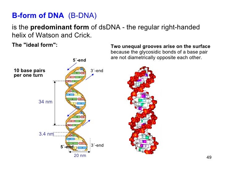 Helix neovim. Dna double helix. Молекула днк. Хеликс структура молекул. Dna double helix (1951).