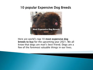 10 popular Expensive Dog Breeds
Here are world’s top 10 most expensive dog
breeds to buy for the upcoming year 2021. We all
know that dogs are man’s best friend. Dogs are a
few of the foremost valuable things in our lives.
 